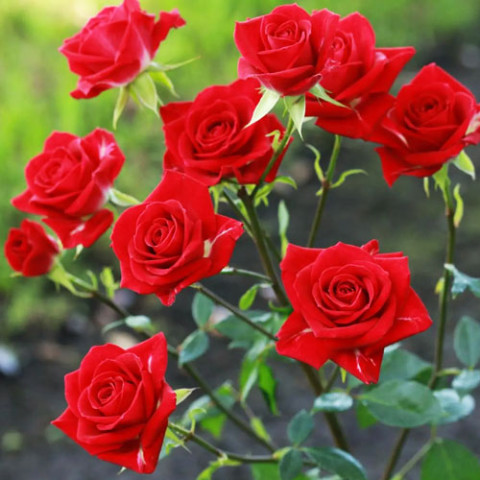 Троянда бордюрна Mirabel фото