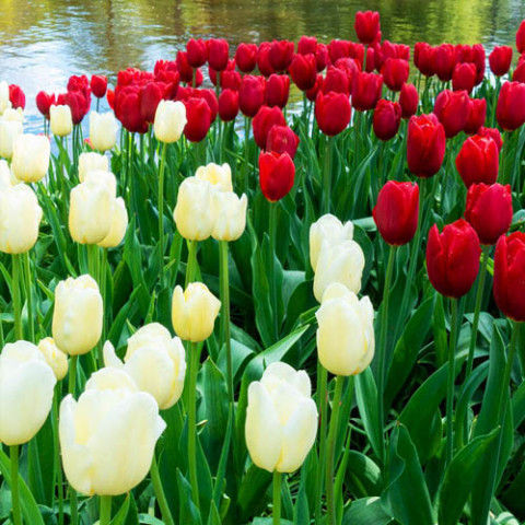 Мікс тюльпанів Red and White (20 цибулин) фото