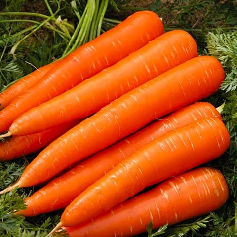Морква Червоний Велетень фото