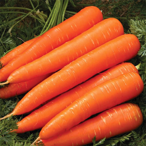 Морква Королева Осені 15г фото