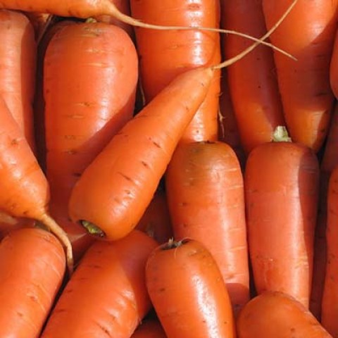 Морква Оленка фото