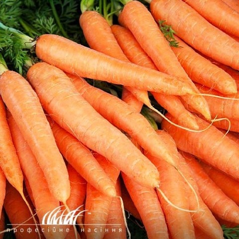 Морква Вітамінна фото