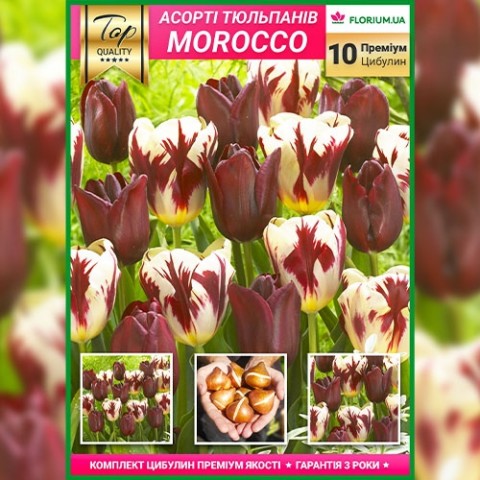 Мікс Тюльпанів Марокко (Преміум Цибулини) фото