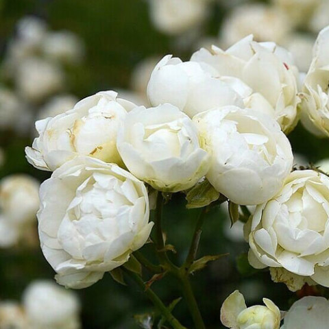 Троянда Morsdag White фото
