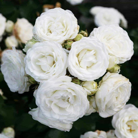 Троянда Morsdag White фото