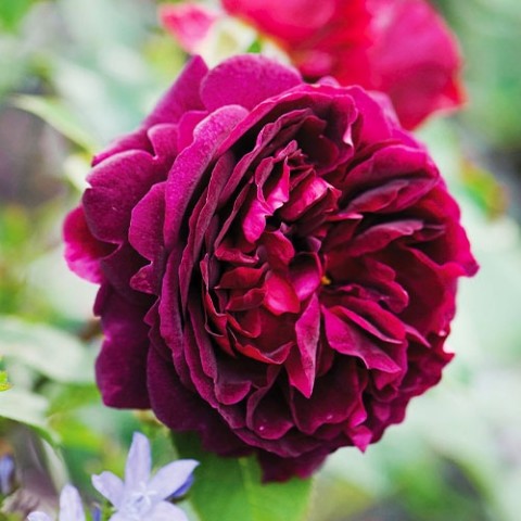 Троянда Munstead Wood фото