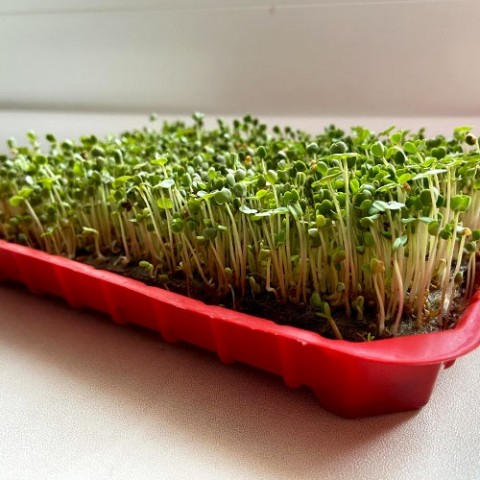 Набір для вирощування мікрозелені Рукола мікс фото