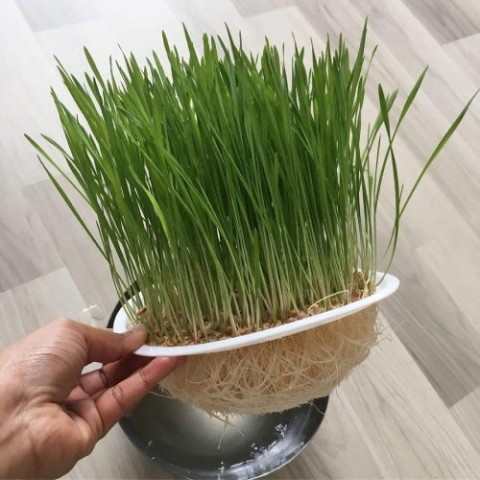 Мікрозелень Пшениці фото