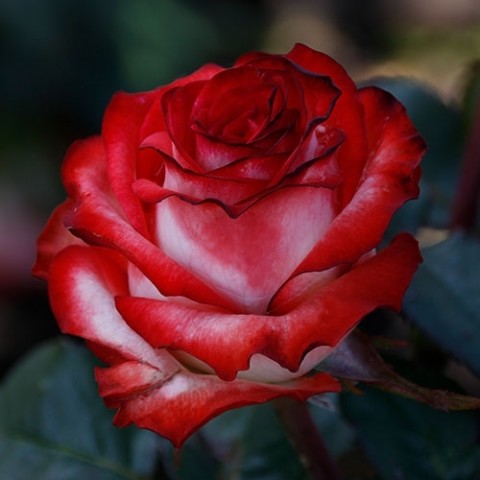 Троянда Блаш фото