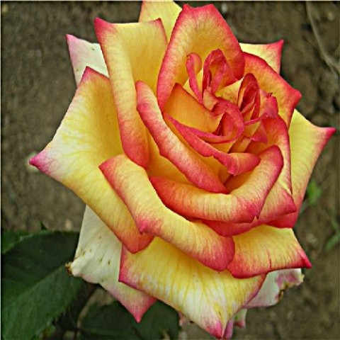 Троянда Амбіанс фото