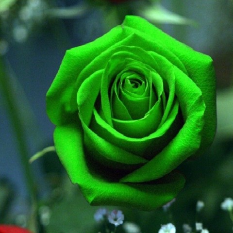 Троянда Зелена фото