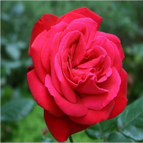 Троянда Ред Парфум фото