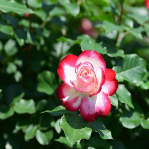 Троянда Ювілей Принца Монако фото