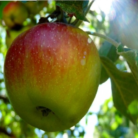 Яблуня Прима фото