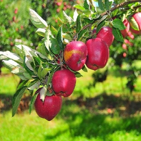 Яблуня Делічія фото
