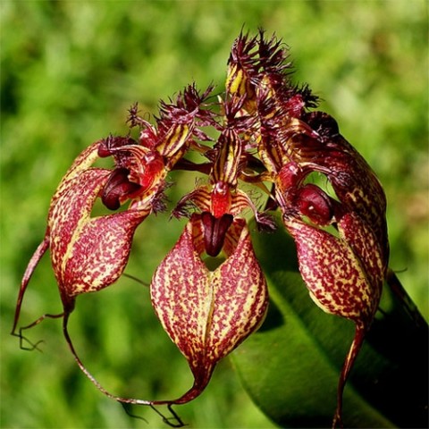 Орхидея Bulbophyllum фото