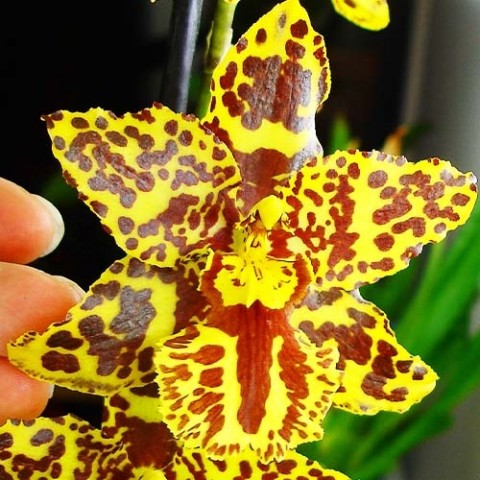 Орхідея Odontocidium Hansueli Isler фото