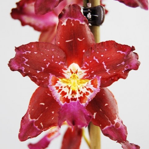 Орхідея Odontoglossum Purple Rain фото
