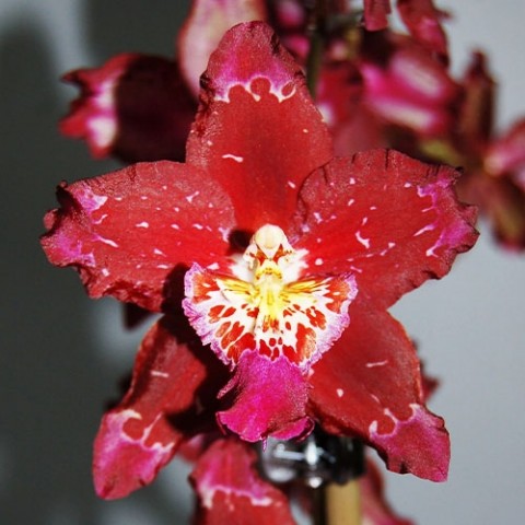 Орхідея Odontoglossum Purple Rain фото