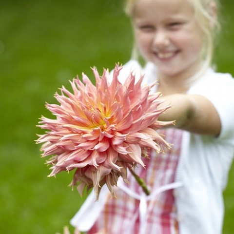 Жоржина Omega (Гігантська квітка) фото
