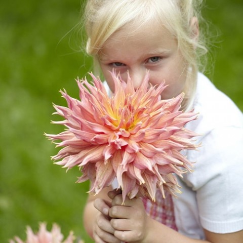 Жоржина Omega (Гігантська квітка) фото