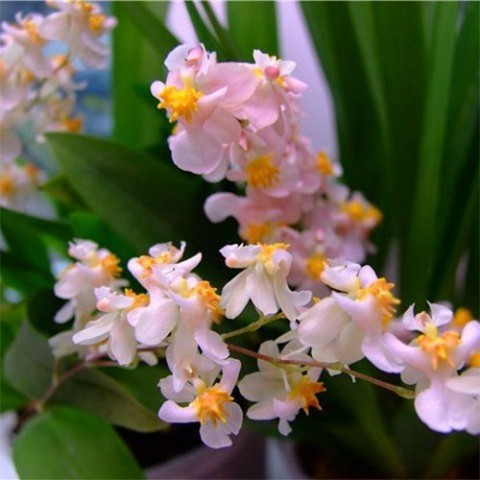 Орхідея Twinkle Rosy фото