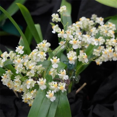 Орхідея Twinkle White фото