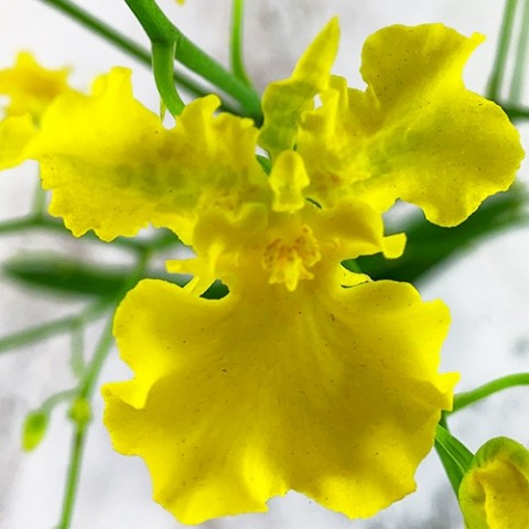 Орхідея Oncidium Yellow Hart фото
