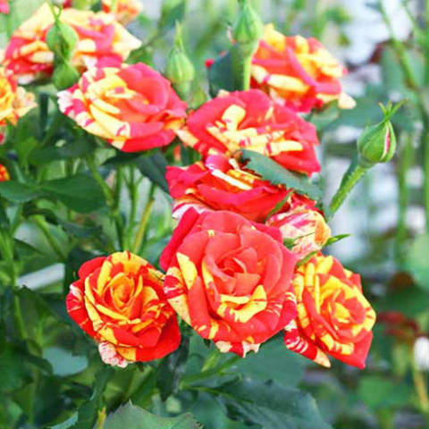 Троянда бордюрна Orange Flash фото