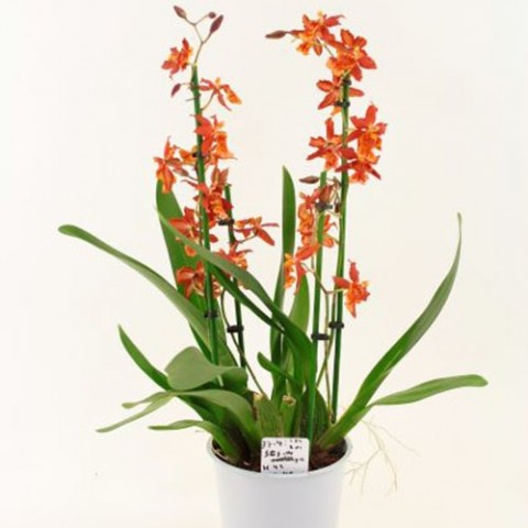 Орхідея Red Lip Orange фото