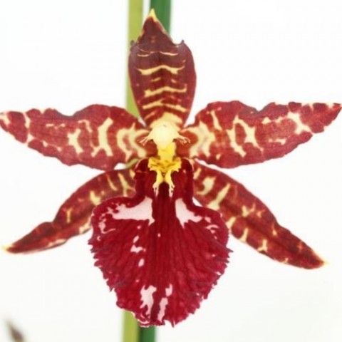 Орхідея Odontoglossum Red Violet фото