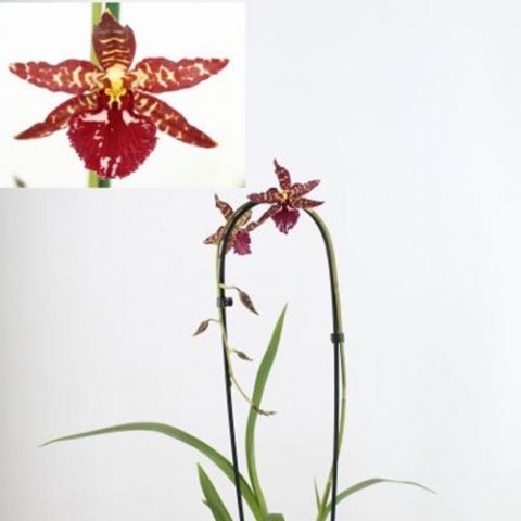 Орхідея Odontoglossum Red Violet фото