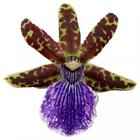 Орхідея Zygopetalum Violet фото