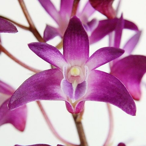 Орхідея Dendrobium Berry Oda фото