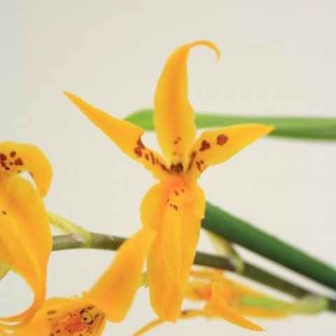 Орхідея Brassia Anita фото