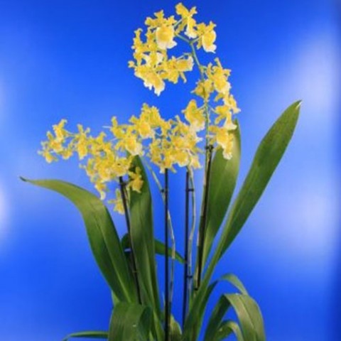 Орхідея Hawaian Yellow фото