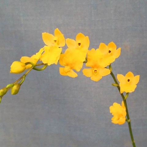 Орхідея Howeara Yellow фото