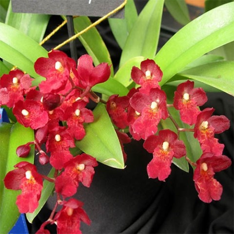 Орхідея Howeara Red фото