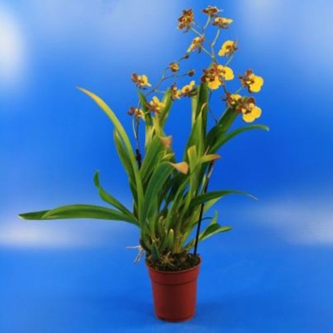 Орхідея Oncidium Rainer фото