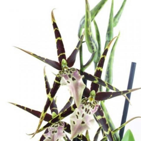 Орхідея Miltassia Top Shelob фото