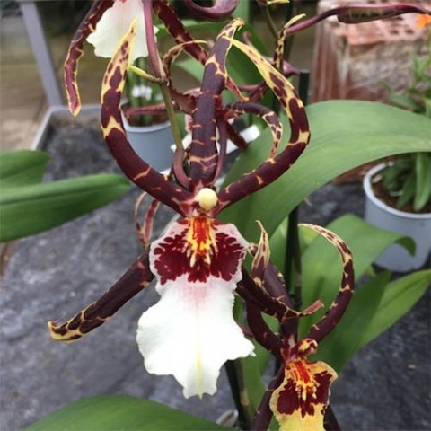 Орхідея Beallara Torrero фото