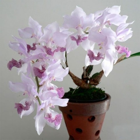 Орхидея Аганізія (Aganisia) фото