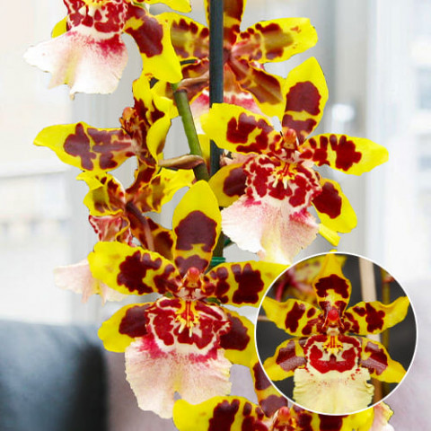 Орхідея Colmonara White Lip фото