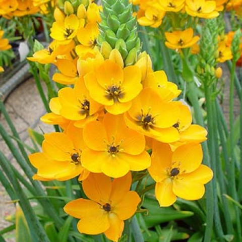 Орнітогалум Dubium Yellow фото