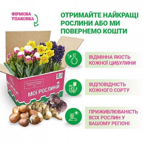 Промо-пак Тюльпан Botanical Mixed (Брендові цибулини KAPITEYN®) фото