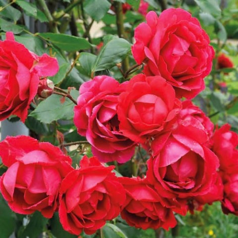 Троянда Paul's Scarlet Climber фото