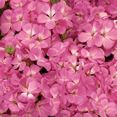 Пеларгонія Multibloom Pink фото