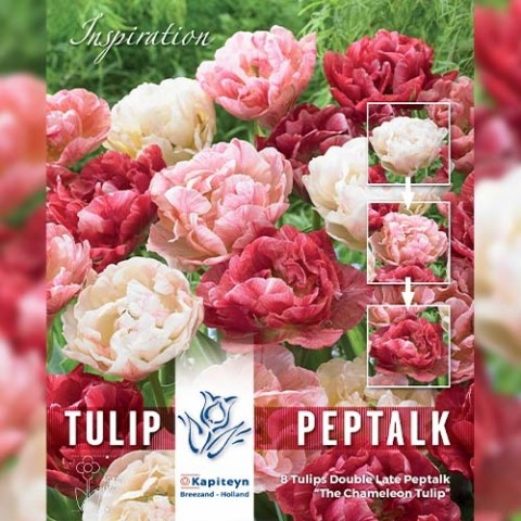Тюльпан Peptalk (Брендові цибулини KAPITEYN®) фото
