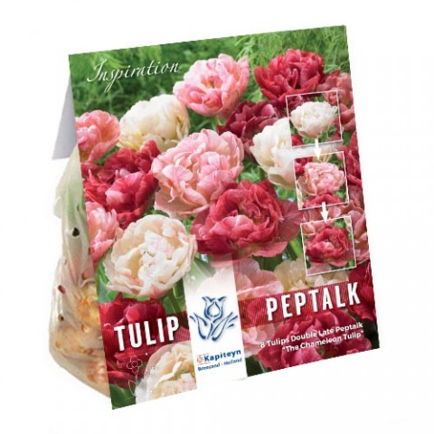Тюльпан Peptalk (Брендові цибулини KAPITEYN®) фото