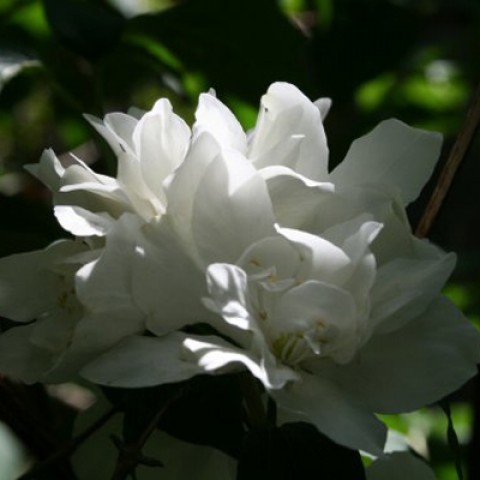 Чубушник Bouquet Blanc фото